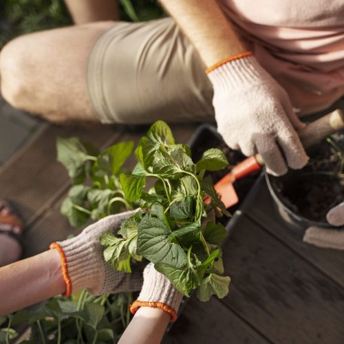 top-view-people-taking-care-plants (1) top-view-people-taking-care-plants (1)